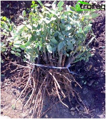 comment choisir les roses