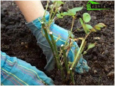 comment planter des roses